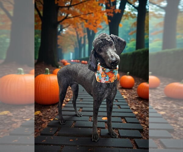Medium Photo #1 Poodle (Standard) Puppy For Sale in Bolivar, MO, USA