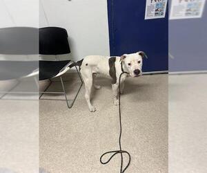 American Pit Bull Terrier Dogs for adoption in Bakersfield, CA, USA