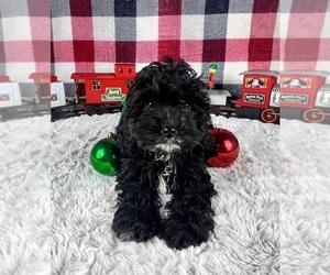 YorkiePoo Puppy for sale in GREENWOOD, IN, USA