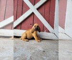 Small #5 Bloodhound