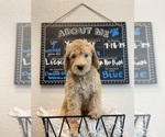 Puppy Puppy 1 Goldendoodle