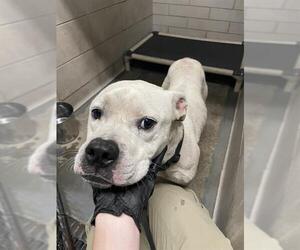 American Pit Bull Terrier Dogs for adoption in Stockton, CA, USA