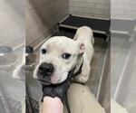 Small American Pit Bull Terrier