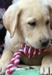 Small Photo #11 Labrador Retriever Puppy For Sale in BARNESVILLE, GA, USA