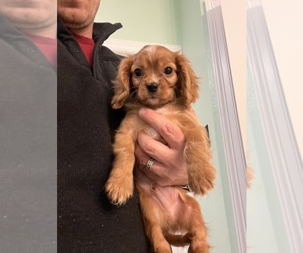 Medium Photo #1 Cavalier King Charles Spaniel Puppy For Sale in FRISCO, TX, USA