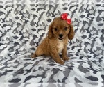 Small Cavapoo (Miniature)