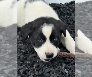 Aussiedor Dogs for adoption in Columbus, IN, USA
