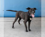 Small #1 Labrador Retriever