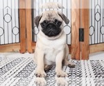 Small #1 Pug