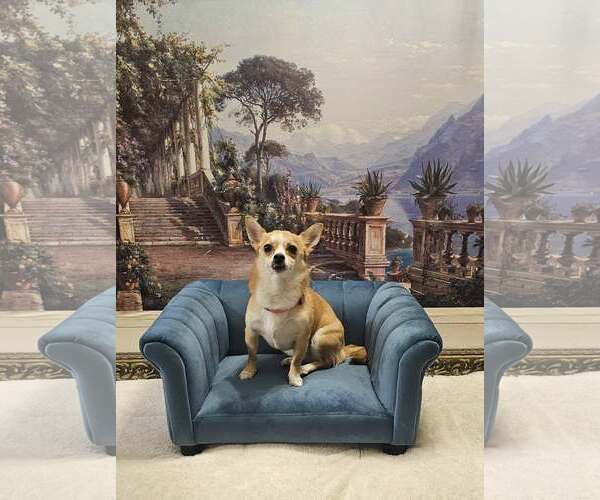 Medium Photo #1 Chihuahua-Unknown Mix Puppy For Sale in Oakhurst, NJ, USA