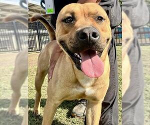 Mutt Dogs for adoption in Riverside, CA, USA