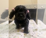 Puppy 3 Beaglier-Poodle (Miniature) Mix