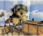 Small #44 Morkie