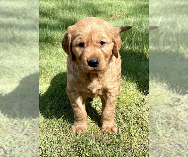 Medium Photo #2 Golden Retriever Puppy For Sale in FAIR HAVEN, MI, USA