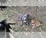 Small #38 American Pit Bull Terrier Mix
