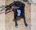 Small #2 American Pit Bull Terrier Mix