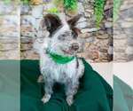 Small #1 Border Collie Mix