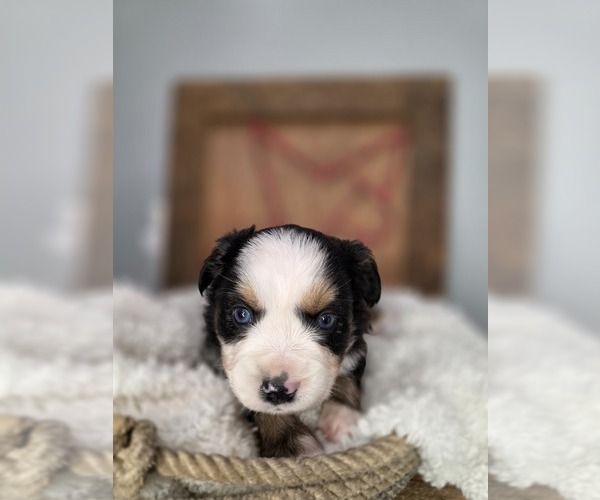 Medium Photo #3 Miniature Australian Shepherd Puppy For Sale in RUSSELLVILLE, AL, USA