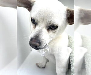 Chihuahua-Unknown Mix Dogs for adoption in Houston, TX, USA
