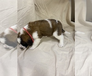 Saint Bernard Puppy for sale in DELPHI, IN, USA