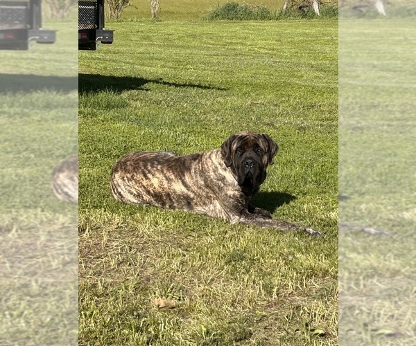 Medium Photo #1 Mastiff Puppy For Sale in COEBURN, VA, USA