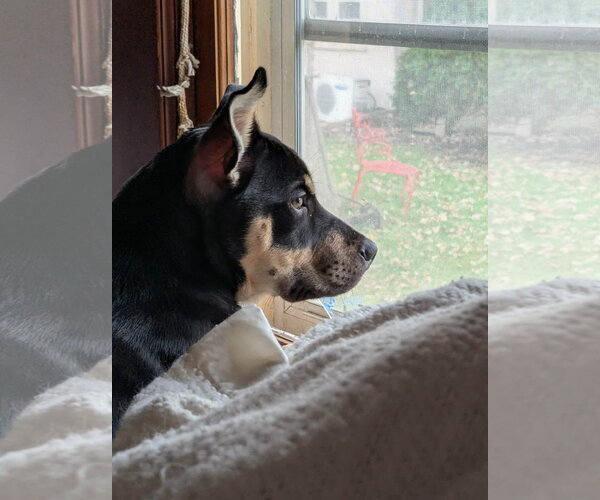 Medium Photo #4 Labrador Retriever-Unknown Mix Puppy For Sale in St. Louis Park, MN, USA