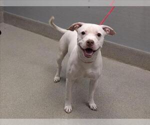 Mutt Dogs for adoption in Las Vegas, NV, USA