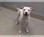 *SWEETY - Male Mutt Dog for Adoption - Small photo