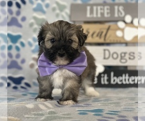 Havanese Puppy for sale in LANCASTER, PA, USA