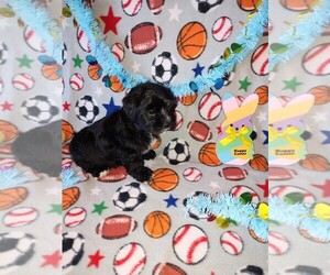 Maltese Puppy for sale in LAPEER, MI, USA