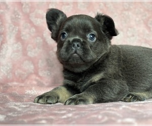 French Bulldog Puppy for Sale in NEWTON, New Jersey USA