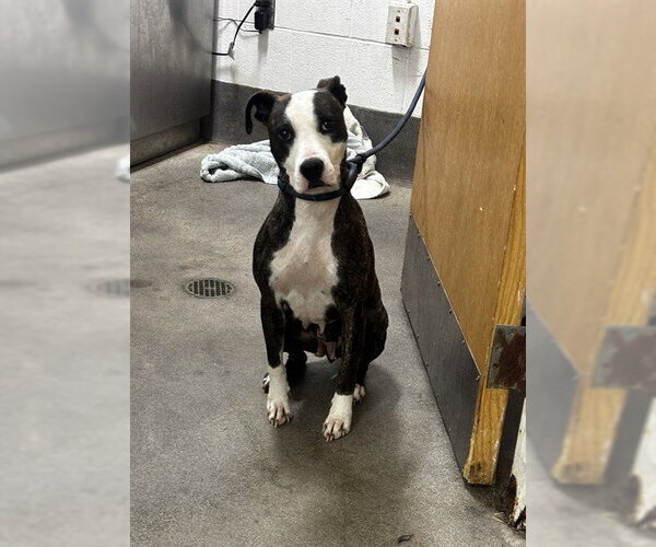 Medium Photo #1 Bull Terrier-Unknown Mix Puppy For Sale in Forestville, MD, USA
