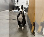Small Bull Terrier Mix