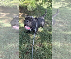 Mr. T - Male Bulldog-Unknown Mix Dog for Adoption - Photo #3