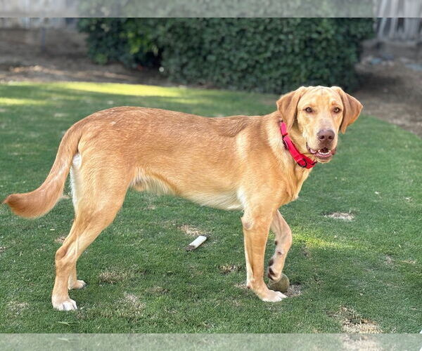 Medium Photo #3 Labrador Retriever Puppy For Sale in Clovis, CA, USA