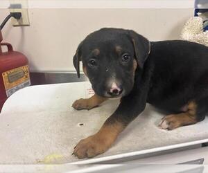 American Pit Bull Terrier-Unknown Mix Dogs for adoption in Sacramento, CA, USA