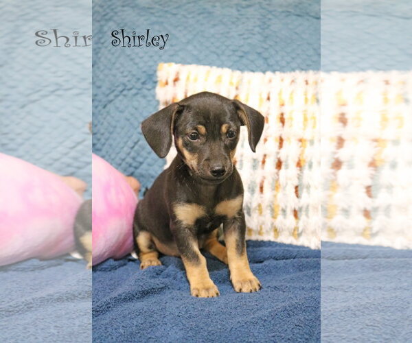 Medium Photo #6 Chiweenie Puppy For Sale in Wakefield, RI, USA