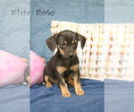Small #5 Chiweenie