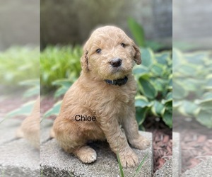 Goldendoodle Puppy for sale in FORDLAND, MO, USA