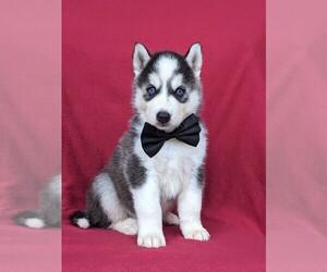 Siberian Husky Puppy for sale in QUARRYVILLE, PA, USA
