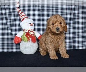 Miniature Labradoodle Puppy for sale in MILLERSBURG, OH, USA