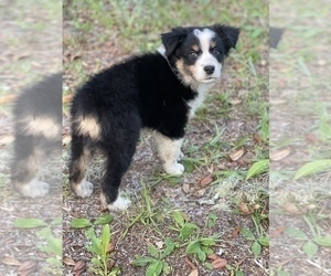 Australian Shepherd Puppy for Sale in ASTOR, Florida USA