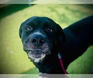 TK - Male Rottweiler-Unknown Mix Dog for Adoption - Photo #2
