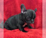 Small Photo #7 French Bulldog Puppy For Sale in CHARLESTON, SC, USA