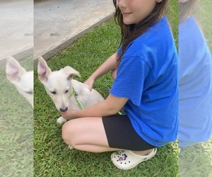 German Shepherd Dog Puppy for sale in GRIFFIN, GA, USA