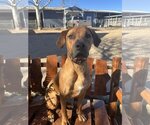 Small Photo #3 Rhodesian Ridgeback-Unknown Mix Puppy For Sale in Denton, TX, USA