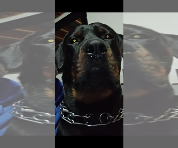 Medium Photo #1 Rottweiler Puppy For Sale in LAWRENCEBURG, IN, USA