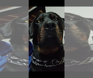 Father of the Rottweiler puppies born on 05/11/2026