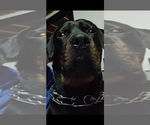 Small Photo #1 Rottweiler Puppy For Sale in LAWRENCEBURG, IN, USA