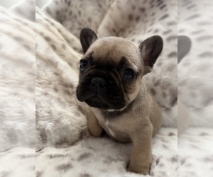 French Bulldog Puppy for sale in OJAI, CA, USA